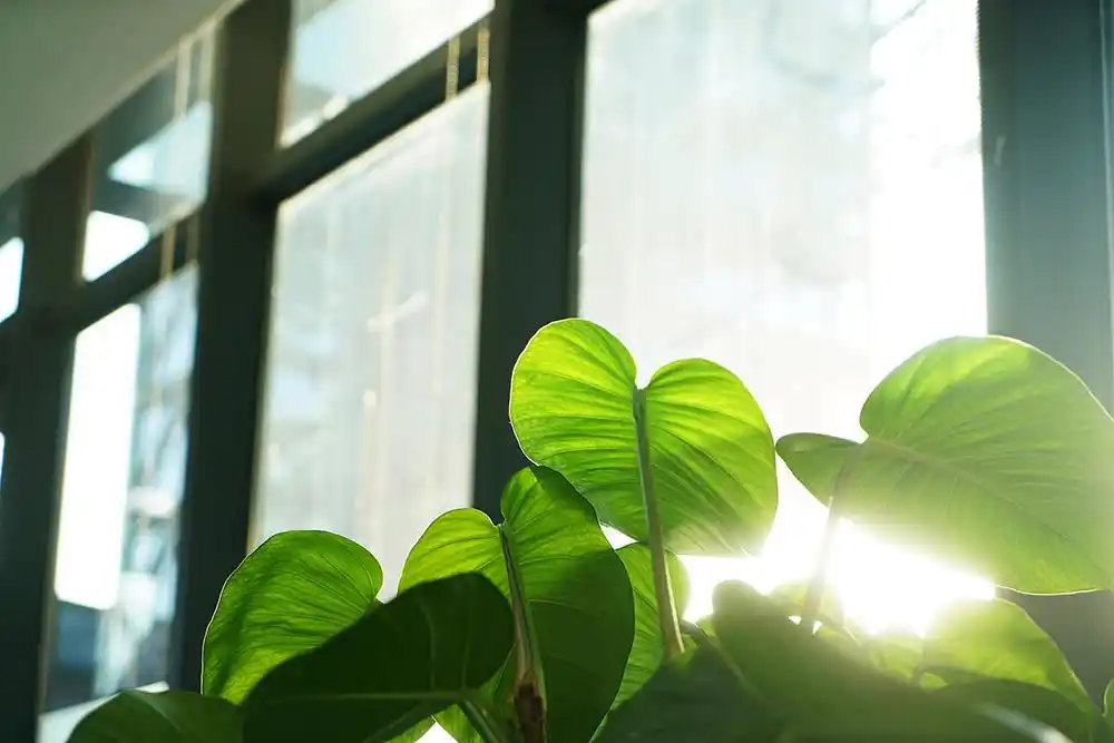 一束清晨的阳光穿过姜金玉工位上的一盆绿萝照进屋内.
