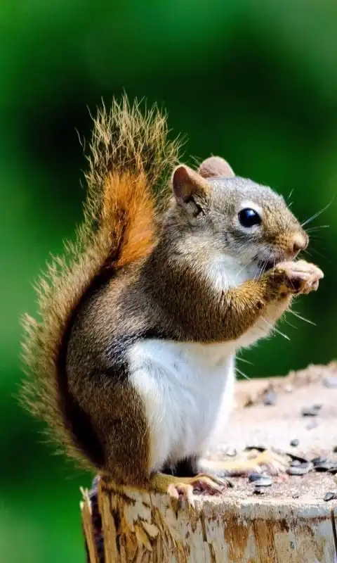 【可爱小松鼠手机壁纸下载|可爱小松鼠手机壁纸官方下载】wallpaper版