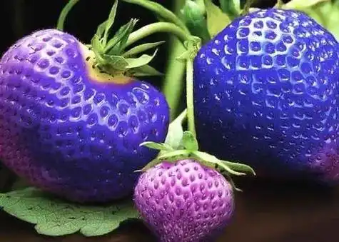 世界上最贵的水果你见过哪种(全世界最贵的4种蓝色水果)