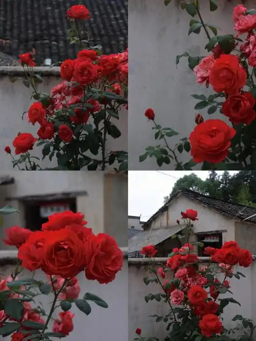 无人区玫瑰08复古红色电影质感滤镜分享