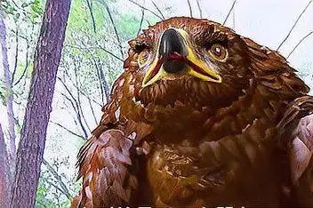 各版杨过断臂_百度视频搜索