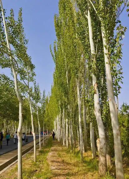 白杨
