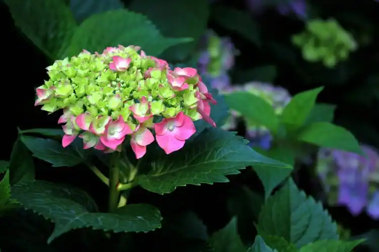 绣球花,给你一个五彩的夏梦