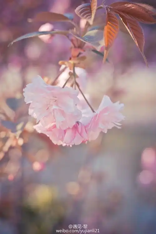 唯美樱花～遇见黎黎weibo.com/yujianli21