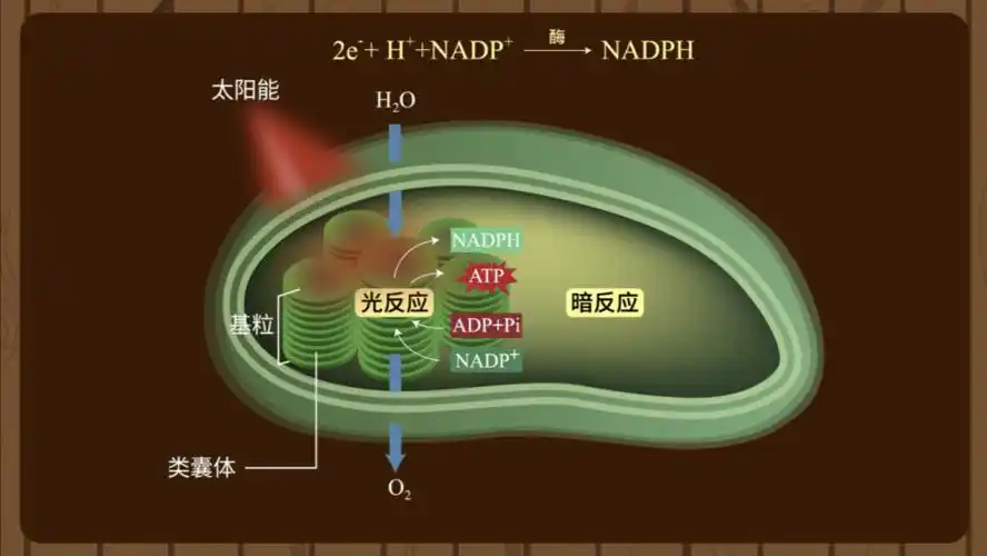 暗反应阶段有没有光都能进行,也称碳反应,发生在叶绿体基质中.