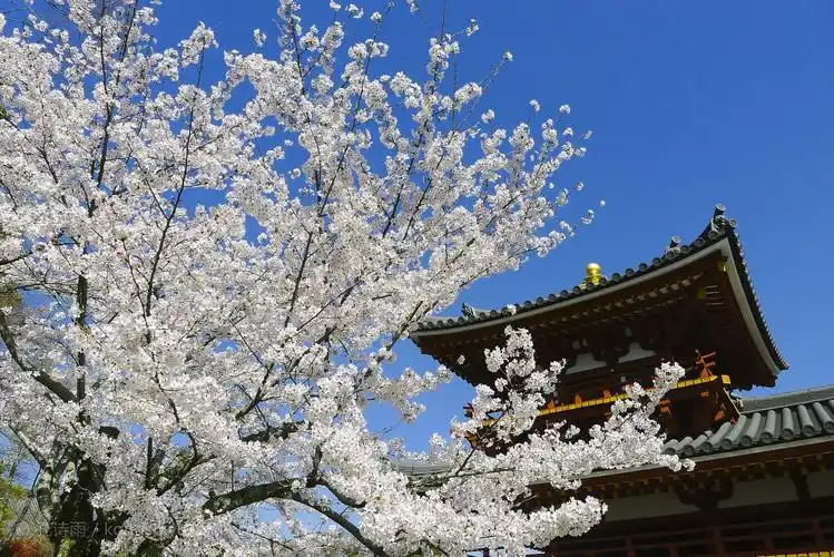 日本樱花图片唯美樱花图片