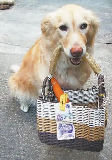 小狗叼1元买火腿 称几乎天天都来