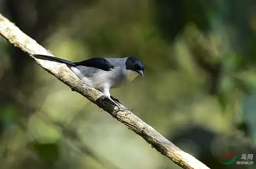 黑头奇鹛 - 林鸟版 forest birds 鸟网