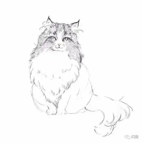 超详细针管笔手绘教程:挪威森林猫_毛发