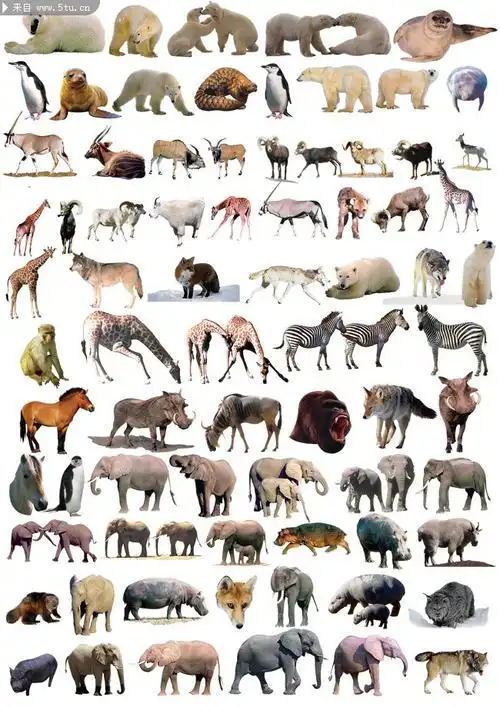 野生动物图片大全世界频临动物