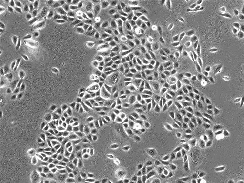 人表皮角质形成细胞*表皮角质细胞*人表皮角质细胞*中乔供