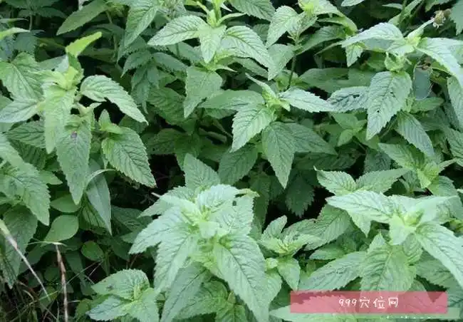 祛风解表,透疹消疮,止血的功效,别名:香菜,香茅,香绒,石香茅,石香薷