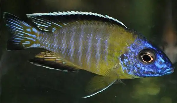 太阳孔雀 - 马鲷鱼品种 - 三湖慈鲷品种 - 三湖慈鲷 - 观赏鱼百科