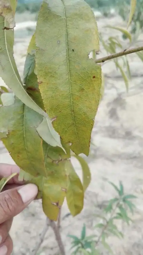 请问桃树叶子暗黄还很脆这是锈病还是说缺某种元素?