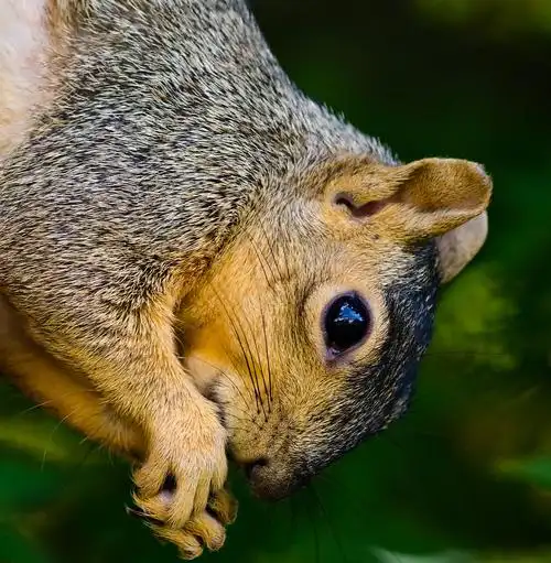 小松鼠大特写