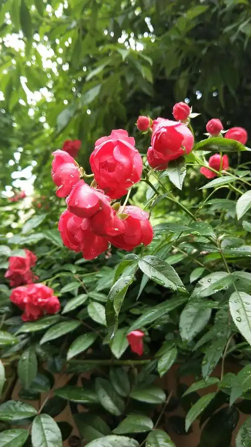 春天花盛开,美丽的花也喜欢,来自大自然的新鲜空气,喜欢养花爱花人