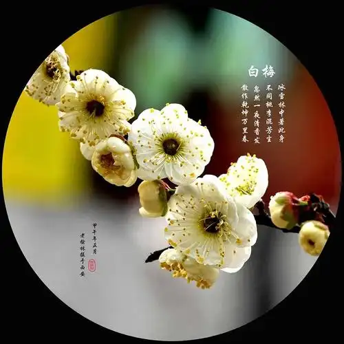 [贵刊]《赛诗会》第7期/梅花自述笑林强哥