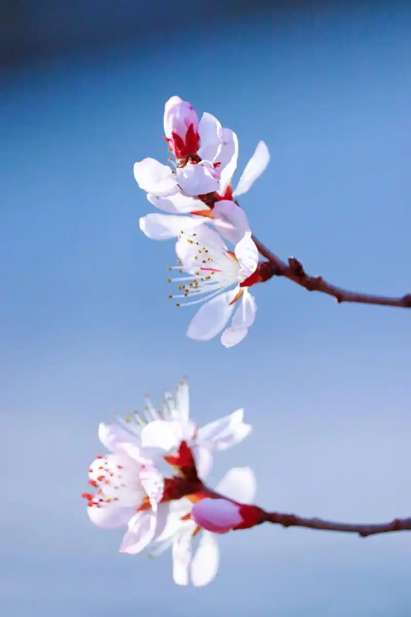 有一种花叫杏花,它的花语是 桃花太俗,梨花 太伤,唯有杏花清 - 抖音