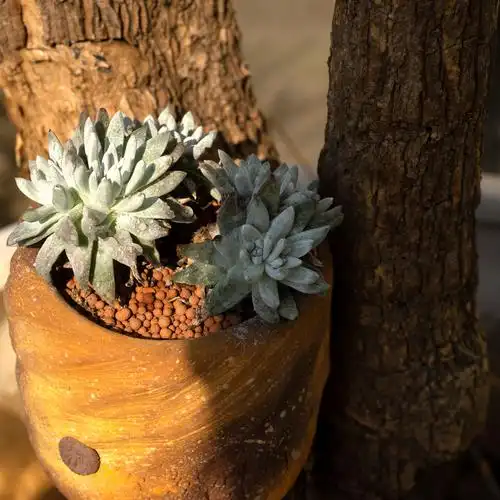 牙签家木栖黑科技花盆一物一拍直播间花盆