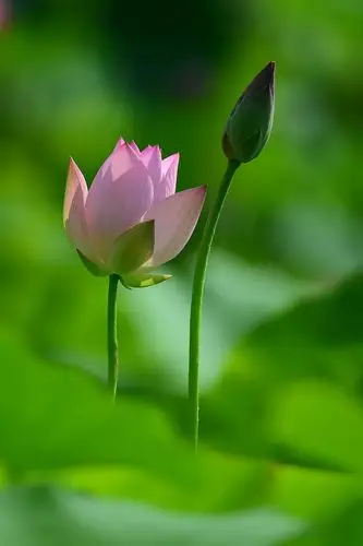 【图片10】莲花池荷花--蜂鸟论坛照片套图