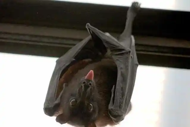 屋里进蝙蝠怎么驱赶,蝙蝠飞进屋里是什么预兆图4