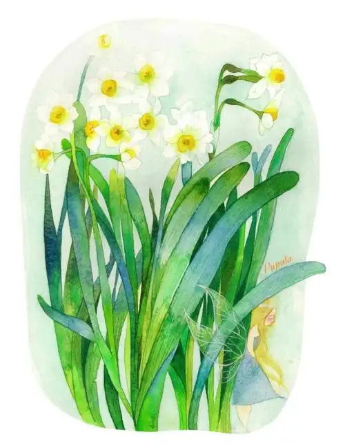 水彩,水仙花