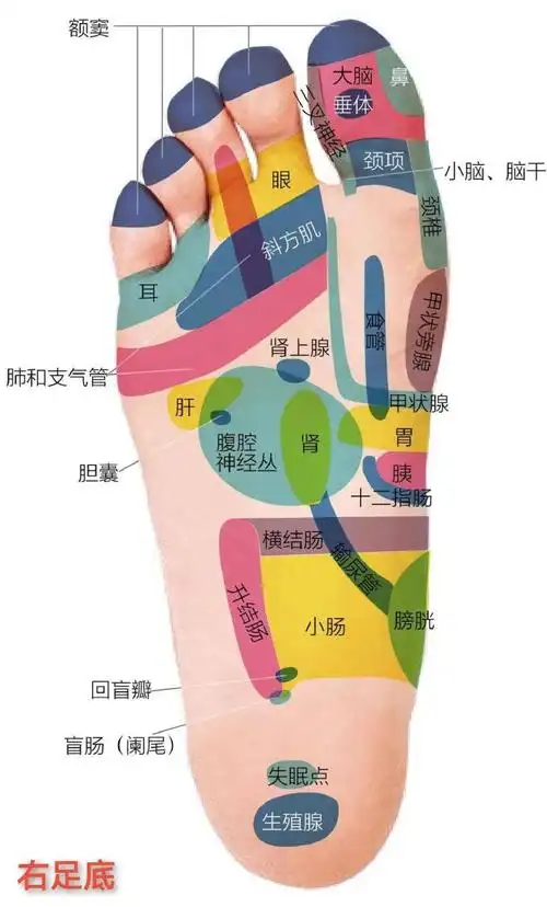 足部反射区及按摩手法||图1-5为足底反射区及相对应的主治按摩手法