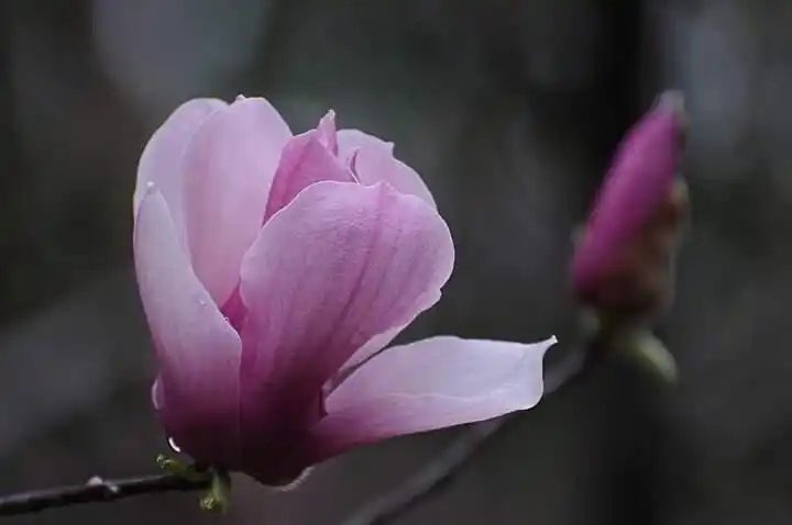 早春开花时.满树紫红色花朵.幽姿淑态.别具风情.
