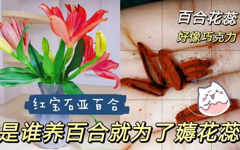 红宝石亚百合养护分享,除了薅羊毛,我们还可以薅花蕊,除了染色能力有
