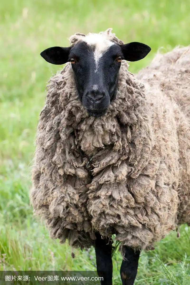 一只羊在青草上吃草.特写镜头