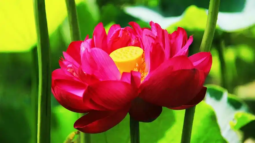 映日荷花别样红