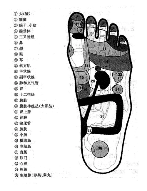 区图示第1页 你可能喜欢 中药学表格 全身经络图 足底按摩 脚底穴位图