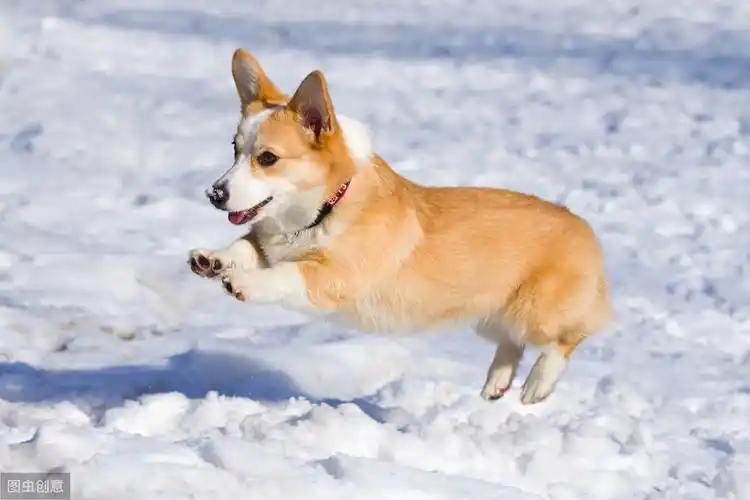 宠物狗大全图片种类(盘点6大最可爱最萌的狗狗) - 赤虎壹号