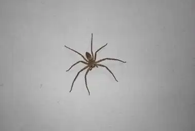 家里出现蜘蛛是福是祸