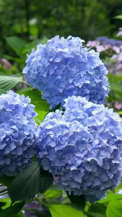 美爆全网的10种蓝色奇花惊艳分享