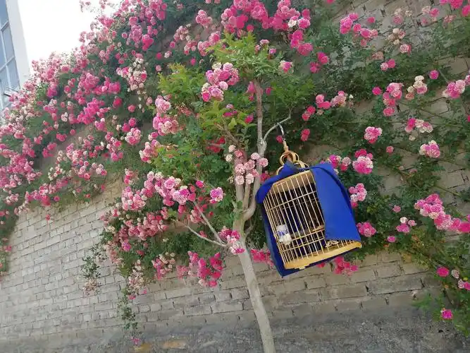 施尽芳香,开出满满的思念,让人间充满柔柔的爱,尽情绽放,开出绿色蔷薇