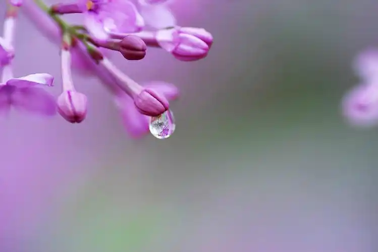 不经意的发现一个不经意的美,丁香花弄影