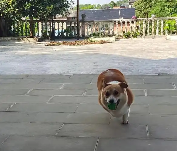 跑起了六亲不认的步伐