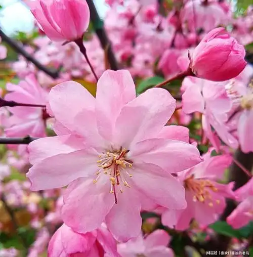 垂丝海棠,妩媚动人|姜堰区|泰州市_网易订阅