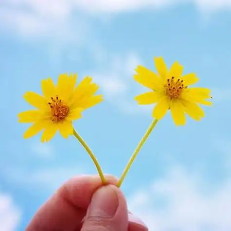 黄色双生花头像