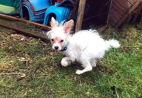 艾米就是一只经过不良繁殖而导致畸形的狗狗,它的脊椎扭曲,前腿不能