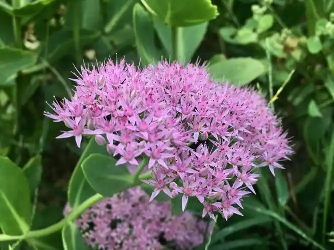 七言绝句 · 八宝景天