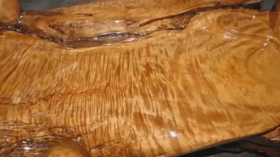 原创一棵树值25亿金丝楠木贵如黄金树苗才12元却没人种植