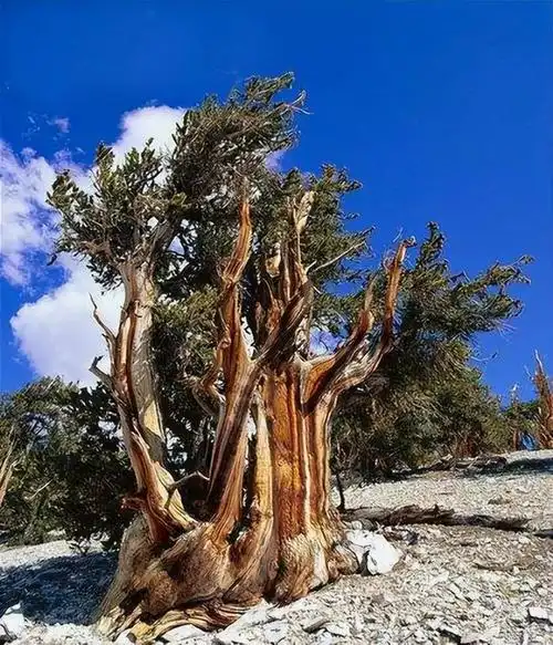 那么世界上现存最古老的树究竟有多老呢?