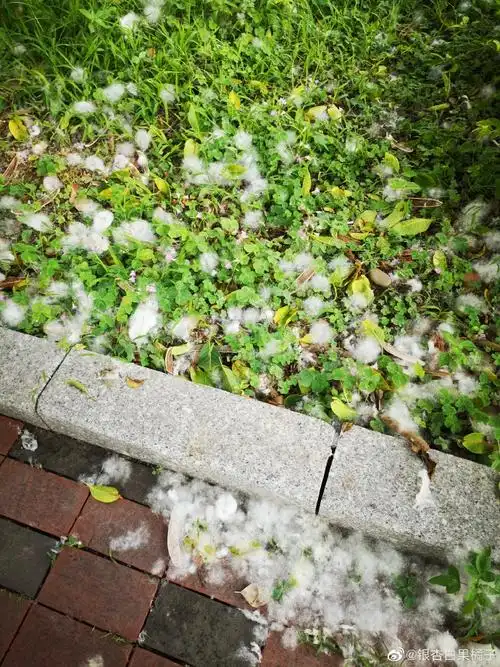 木棉花变成了满地棉絮,来广东7年,第一次... 来自银杏白果橘子 - 微博