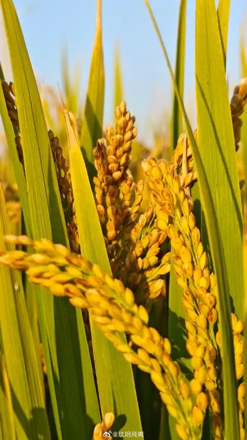 间谍窃取我国杂交水稻亲本种子