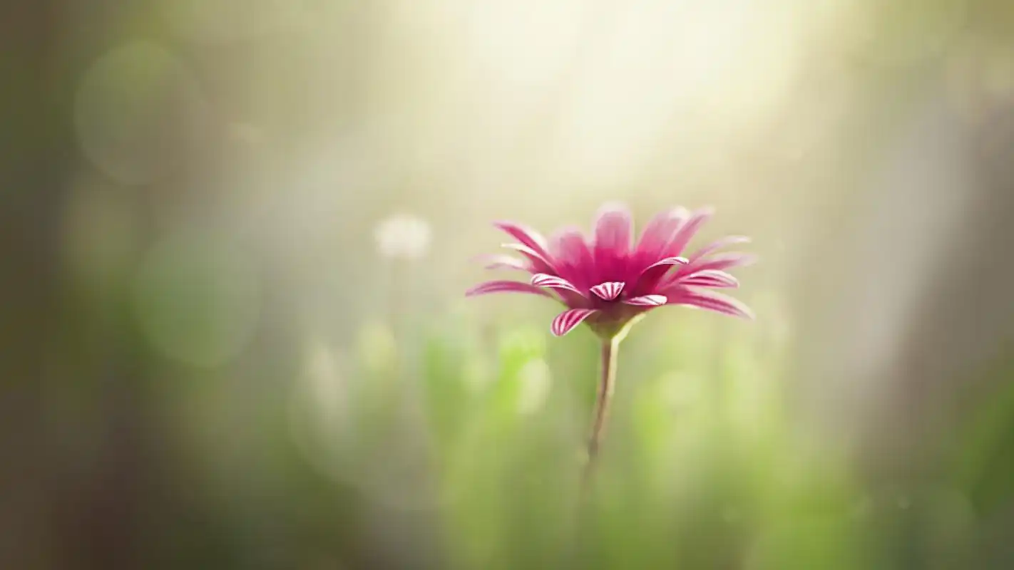 唯美植物花卉护眼高清桌面壁纸