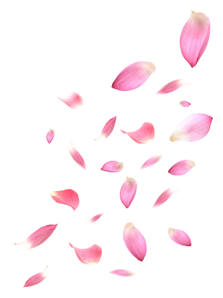 粉色飘落樱花桃花装饰花瓣漂浮免抠元素