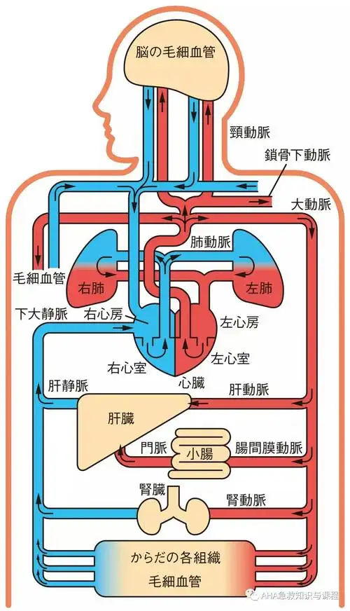 医学人体组成→认识自己(2) - 简书