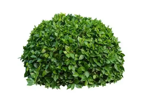 灌木丛图片素材